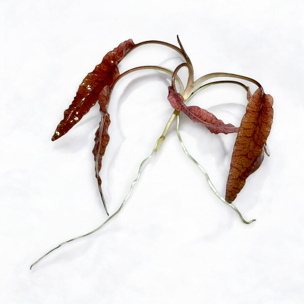 Cryptocoryne Wendtii Pink Flamingo