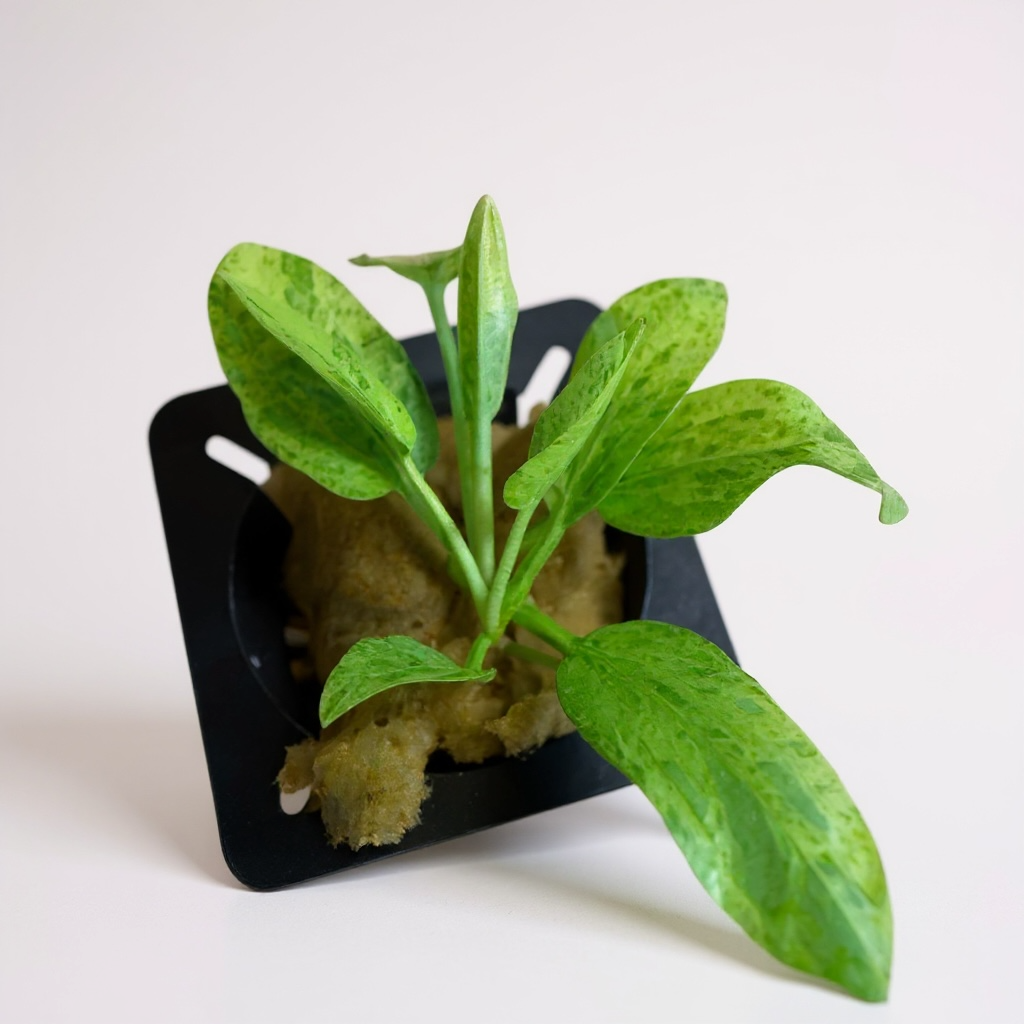 Echinodorus Cordifolius 'Marble Queen' (Rare)