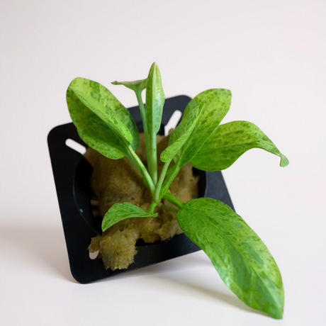 Echinodorus Cordifolius 'Marble Queen' (Rare)