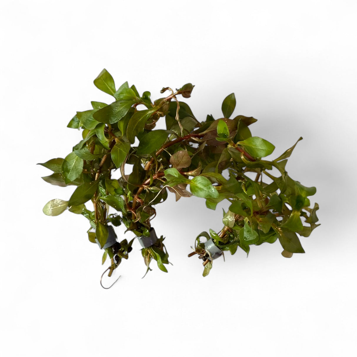 Ludwigia Palustris 'Super Red'