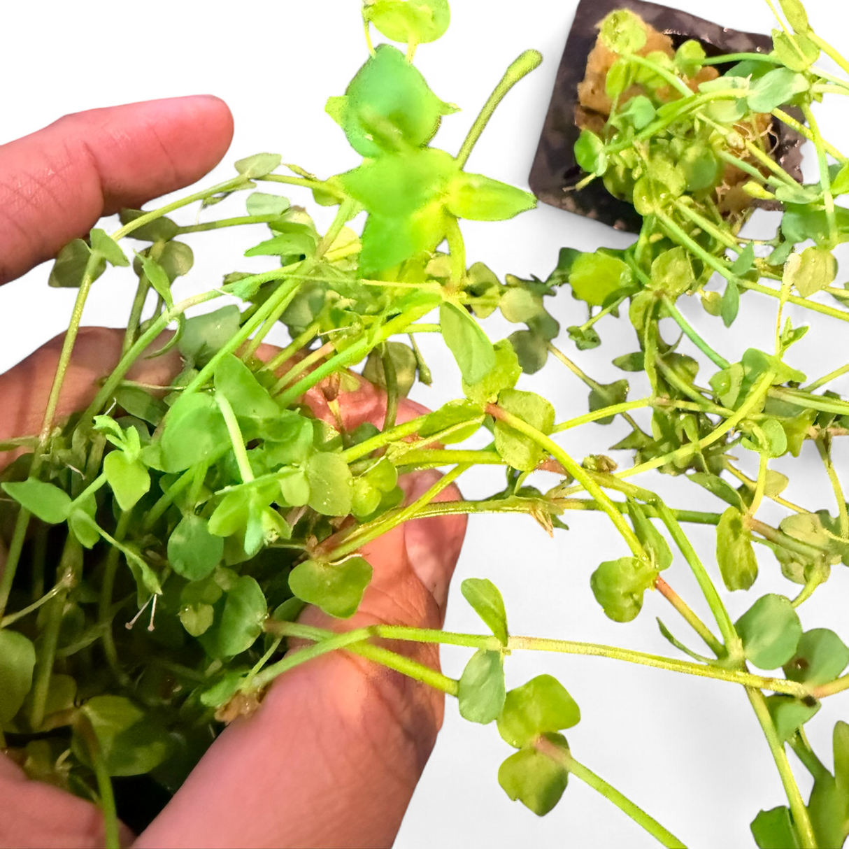 Lindernia Rotundifolia