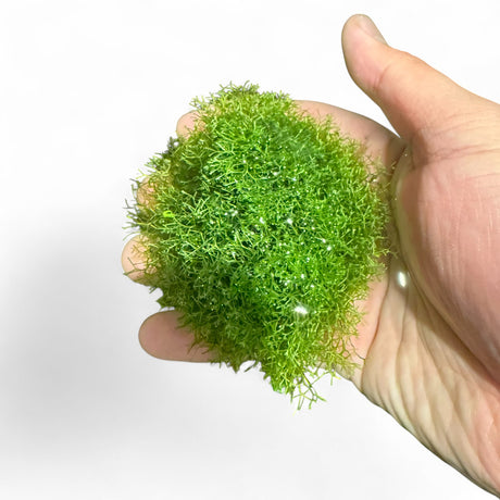 Riccia Fluitans (Floating Crystalwort)