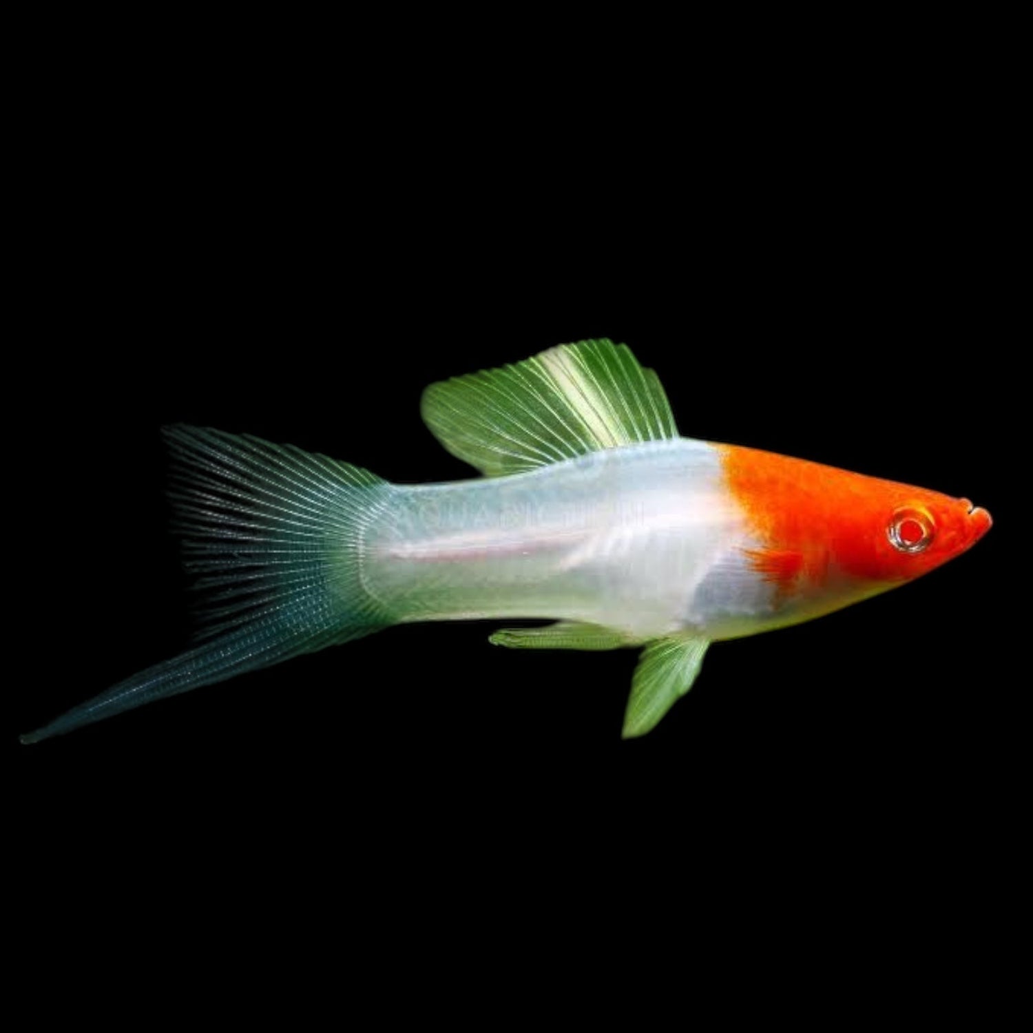 Albino Kohaku Wag Swordtail - The Aquascape Shop