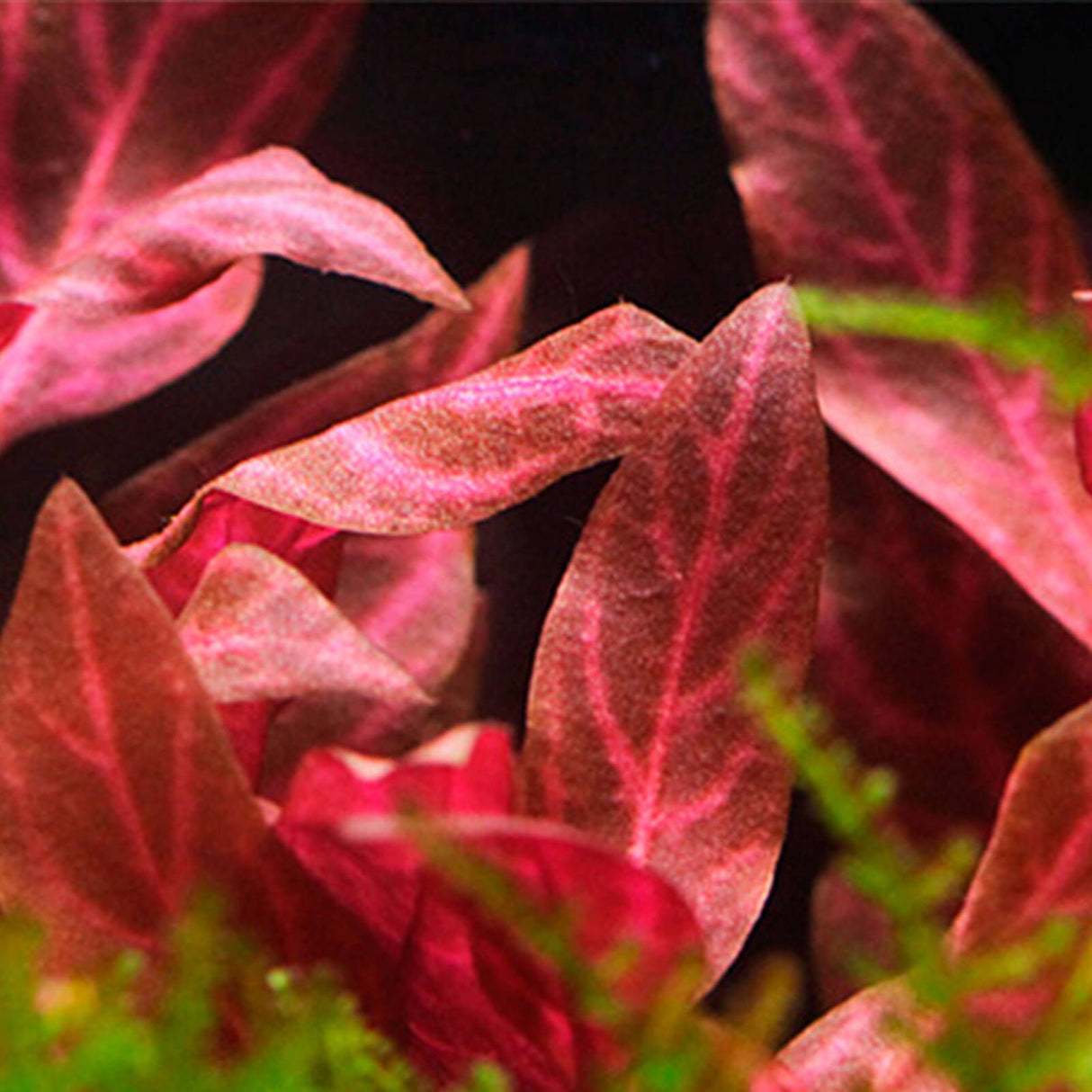 Alternanthera Reineckii 'Rosanervig' - The Aquascape Shop