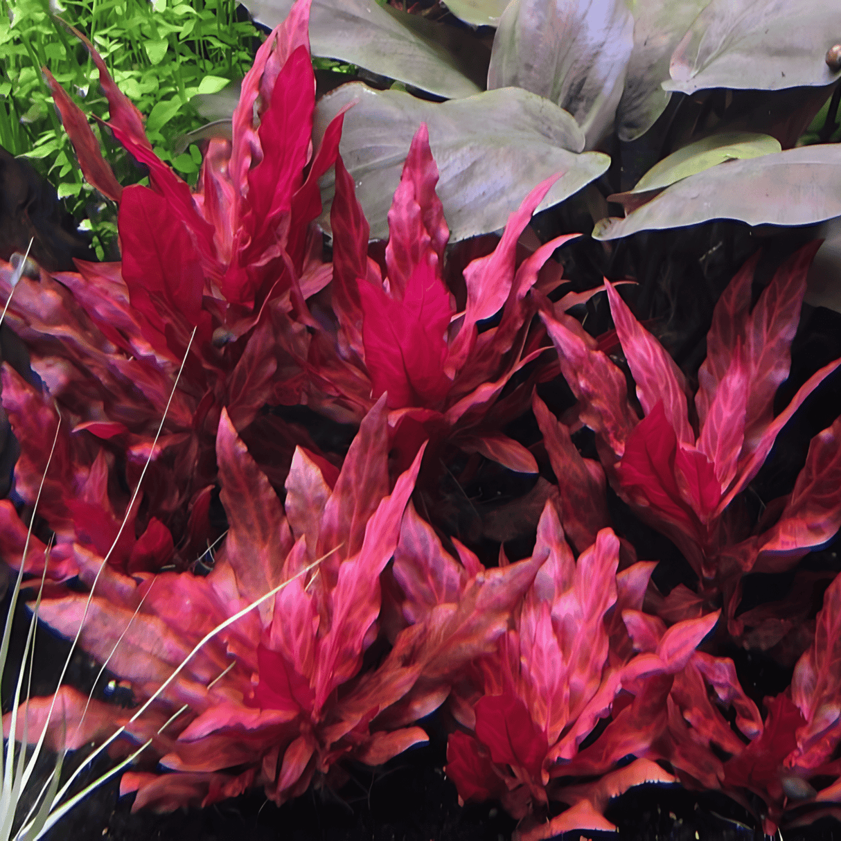 Alternanthera Reineckii 'Rosanervig' - The Aquascape Shop