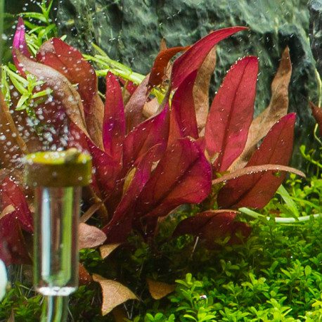 Alternanthera Reineckii 'Roseafolia' - The Aquascape Shop