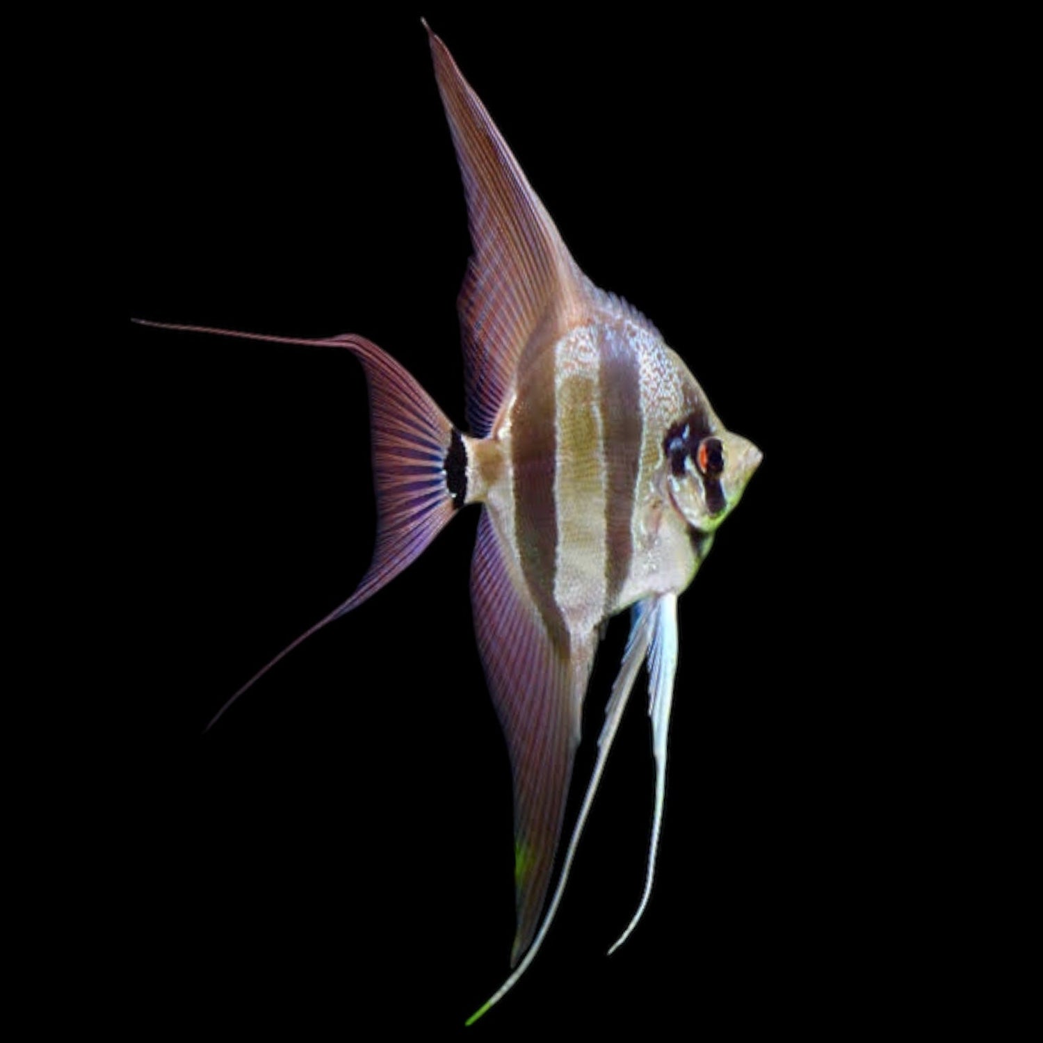 Altum Angelfish - The Aquascape Shop