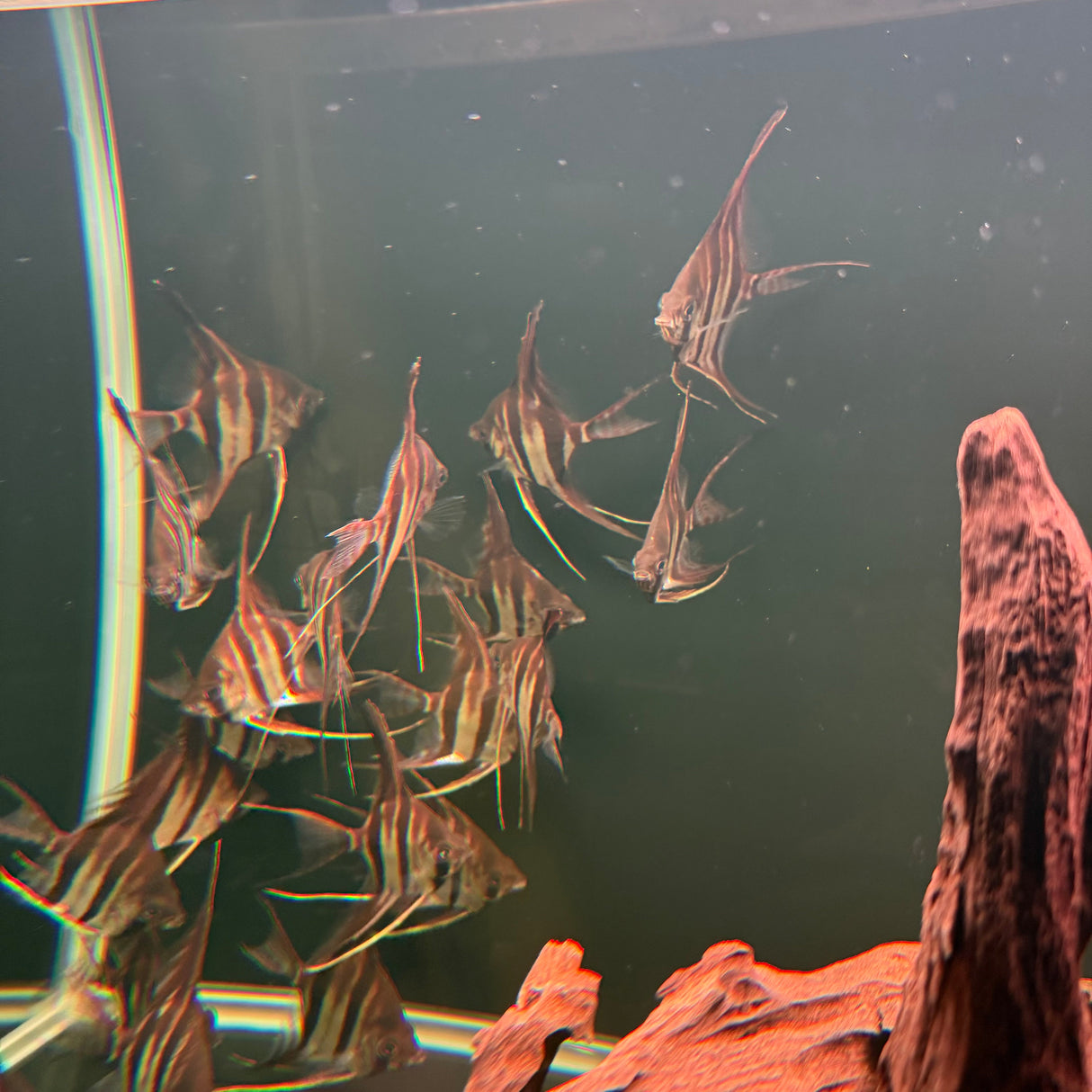 Altum Angelfish - The Aquascape Shop