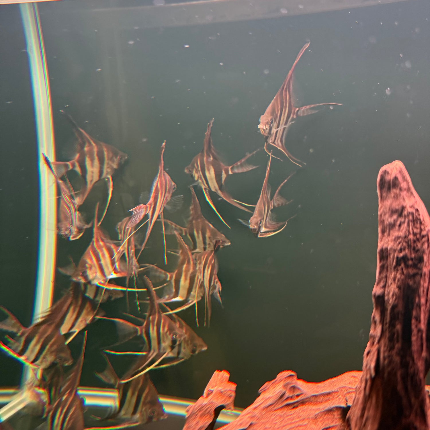 Altum Angelfish - The Aquascape Shop