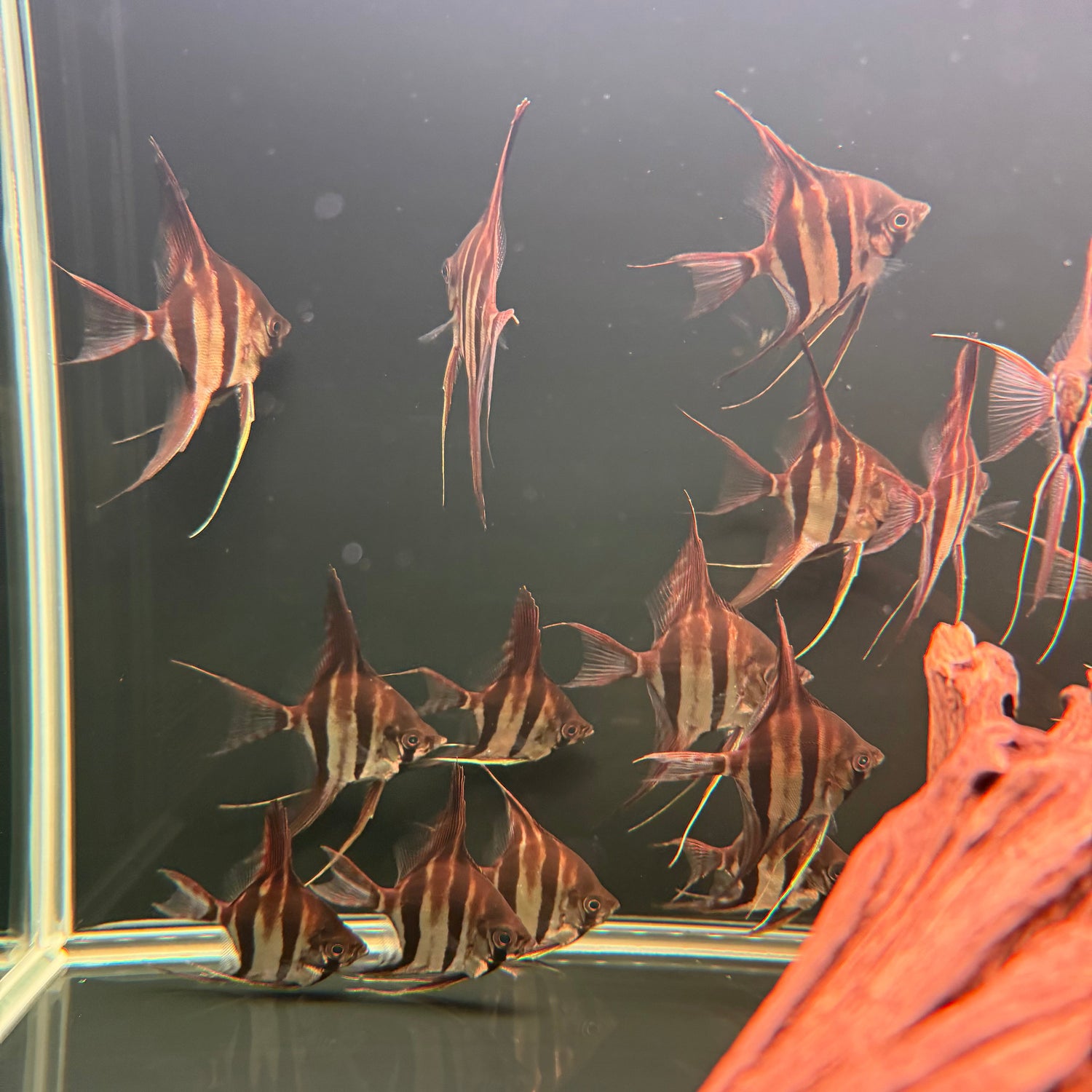 Altum Angelfish - The Aquascape Shop