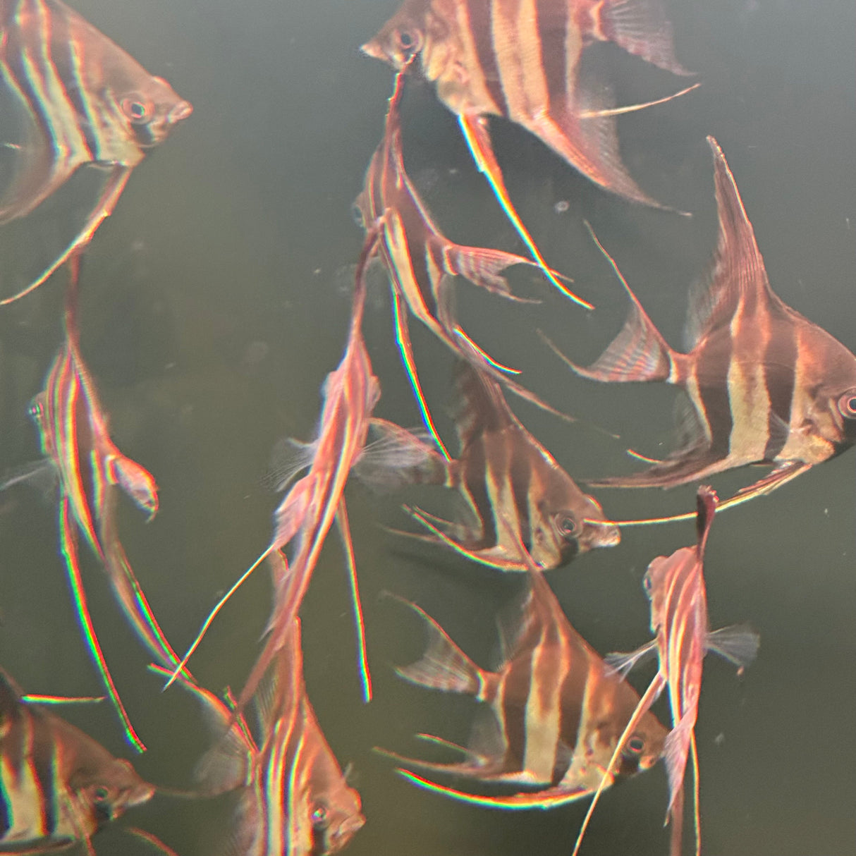 Altum Angelfish - The Aquascape Shop