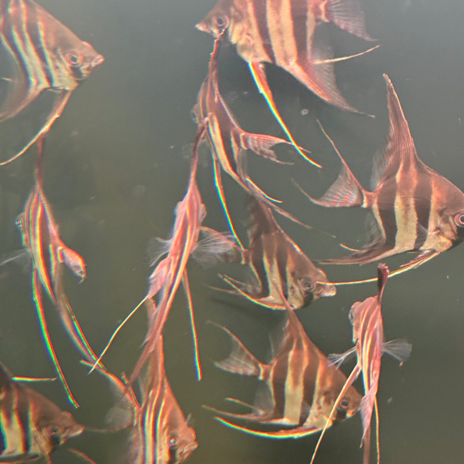 Altum Angelfish - The Aquascape Shop