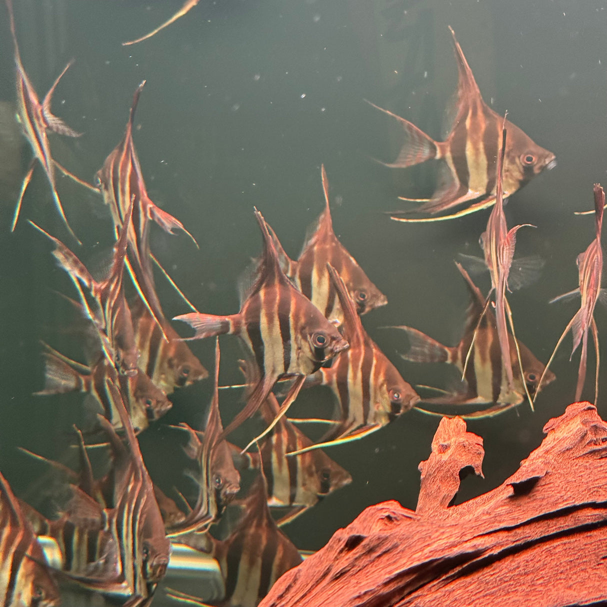 Altum Angelfish - The Aquascape Shop