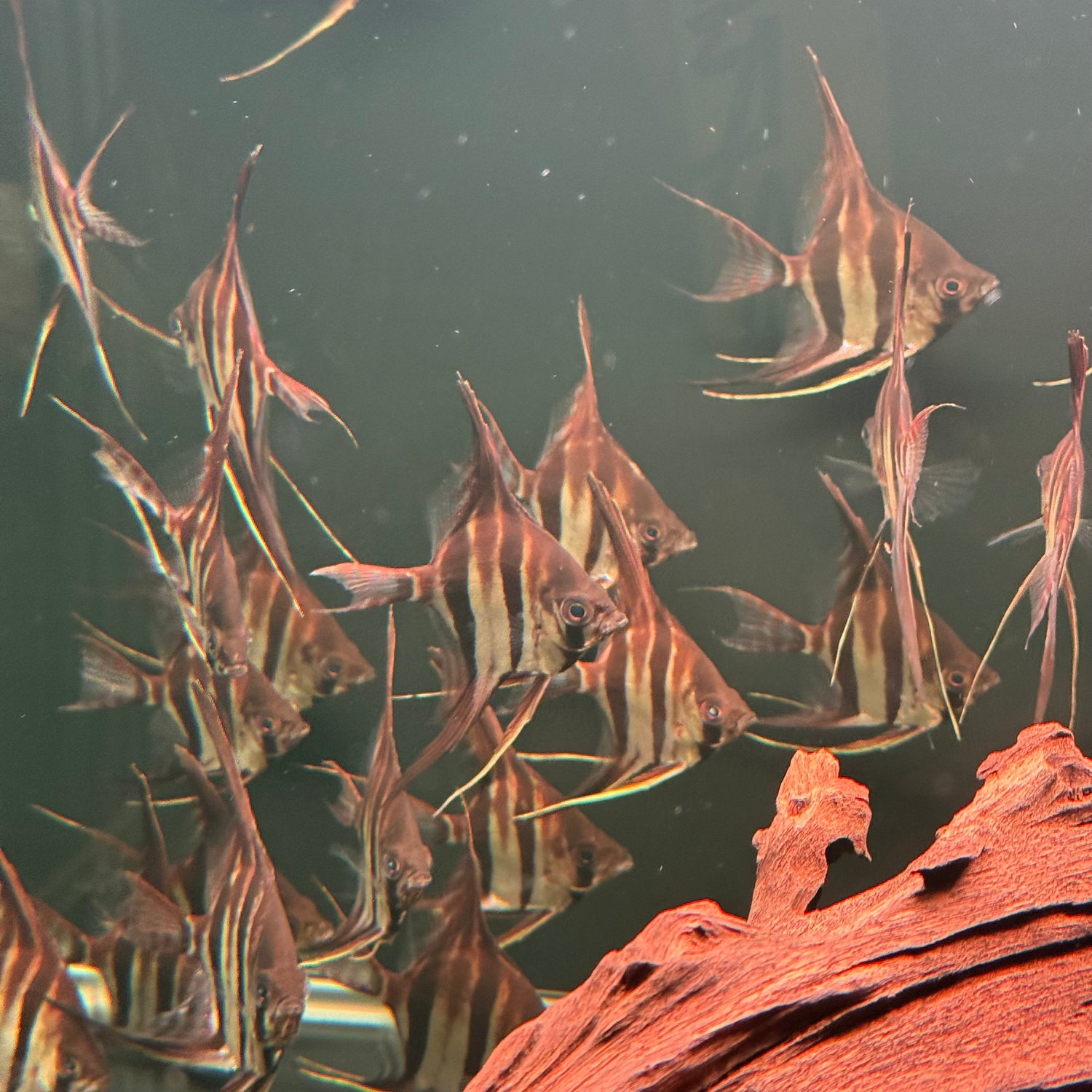 Altum Angelfish - The Aquascape Shop