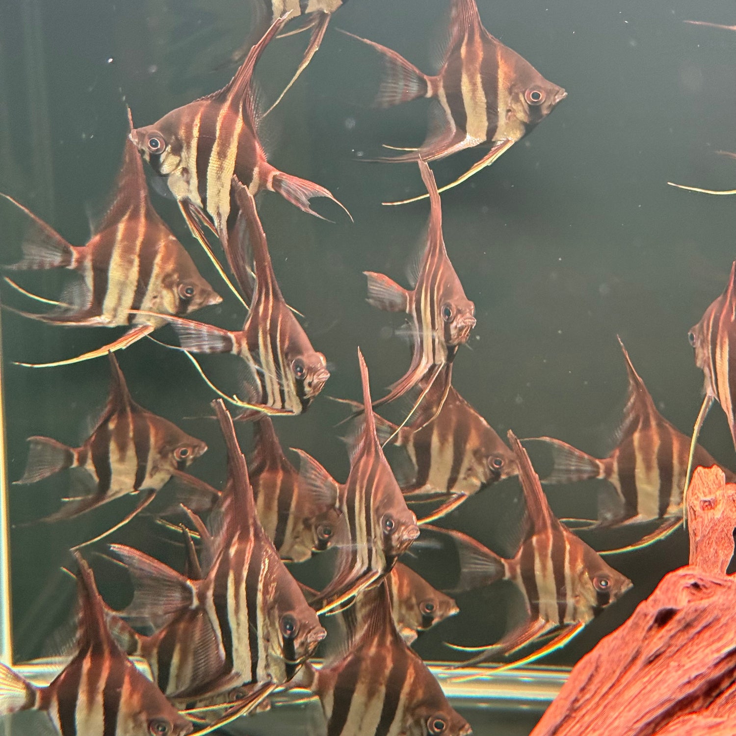 Altum Angelfish - The Aquascape Shop