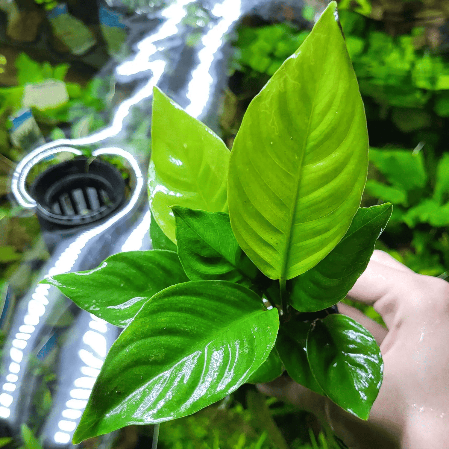 Anubias Angustifolia Tissue Culture (Aquascaping Essentials) - The Aquascape Shop