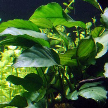Anubias Barteri var. Barteri - The Aquascape Shop