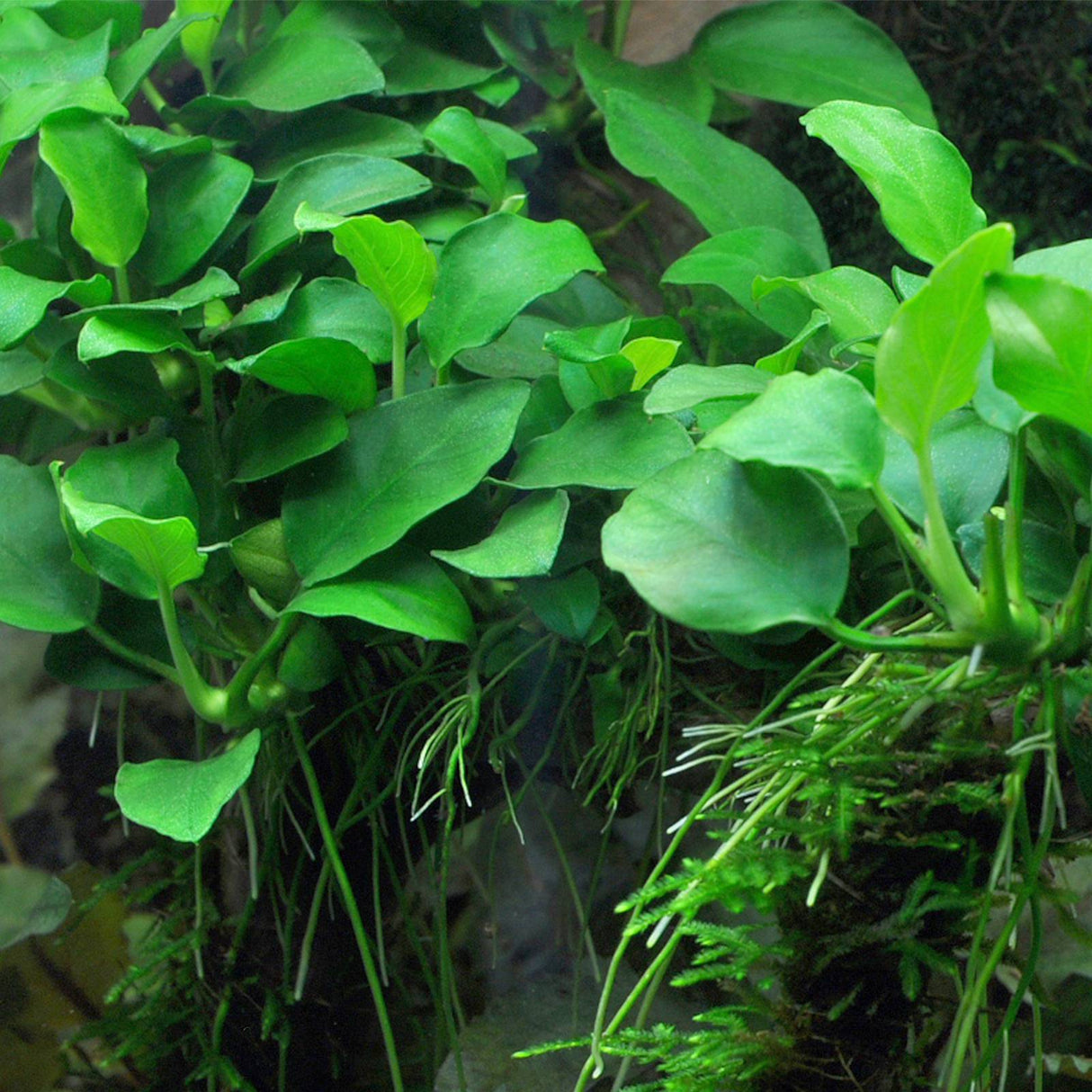 Anubias Barteri var. Nana - The Aquascape Shop