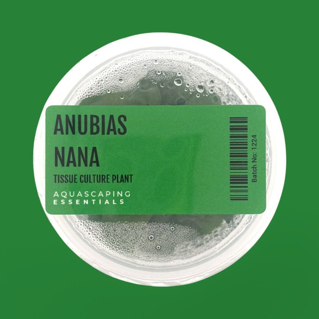Anubias Barteri var. Nana Tissue Culture (Aquascaping Essentials) - The Aquascape Shop