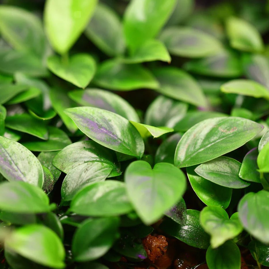 Anubias Barteri var. Nana Tissue Culture (Aquascaping Essentials) - The Aquascape Shop