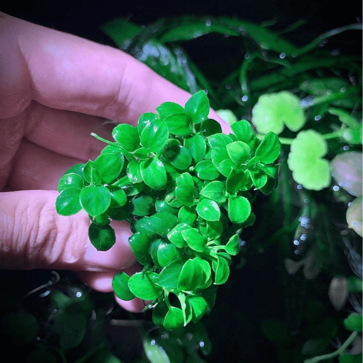 Anubias Bonsai Tissue Culture (Aquascaping Essentials) - The Aquascape Shop