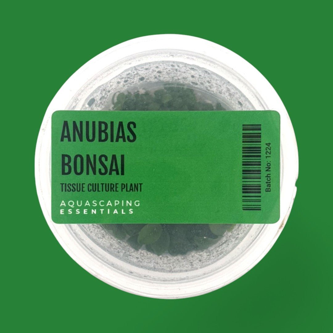 Anubias Bonsai Tissue Culture (Aquascaping Essentials) - The Aquascape Shop