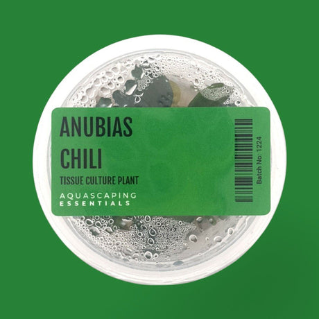 Anubias Chili Tissue Culture (Aquascaping Essentials) - The Aquascape Shop