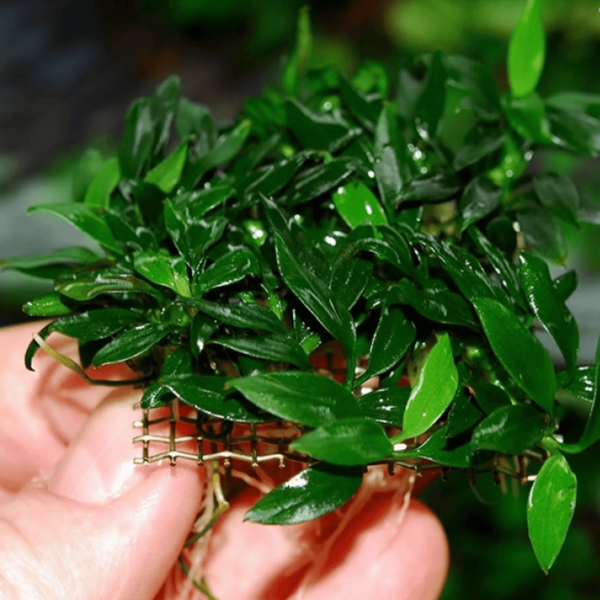 Anubias Chili Tissue Culture (Aquascaping Essentials) - The Aquascape Shop