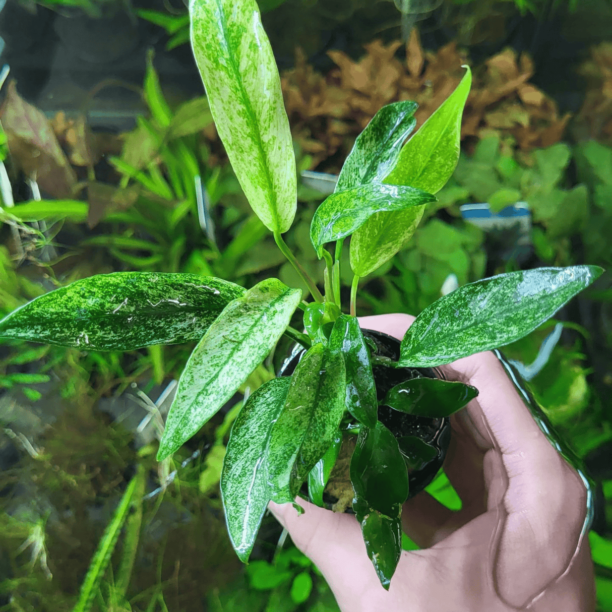 Anubias Minima Variegated Tissue Culture (Aquascaping Essentials) - The Aquascape Shop