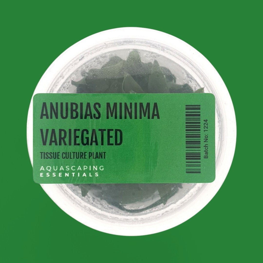 Anubias Minima Variegated Tissue Culture (Aquascaping Essentials) - The Aquascape Shop