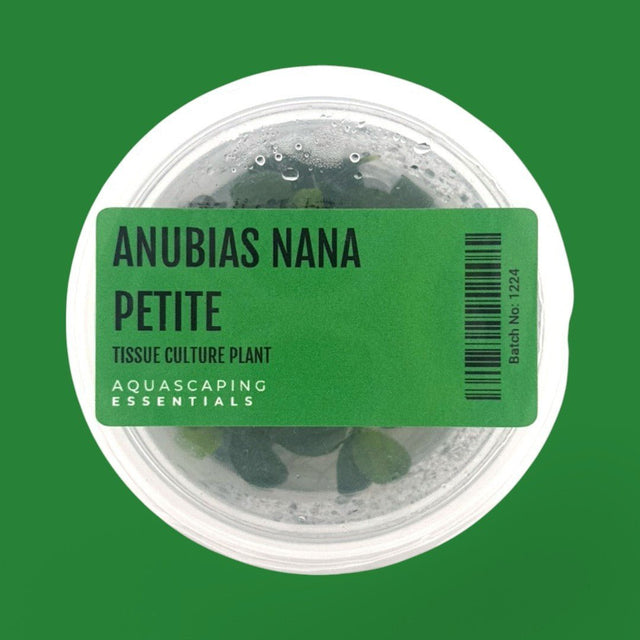 Anubias Nana Petite Tissue Culture (Aquascaping Essentials) - The Aquascape Shop