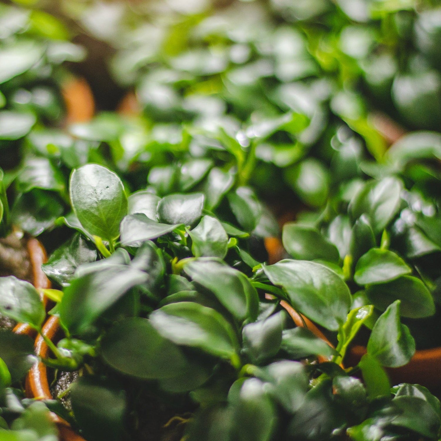 Anubias Nana Petite Tissue Culture (Aquascaping Essentials) - The Aquascape Shop