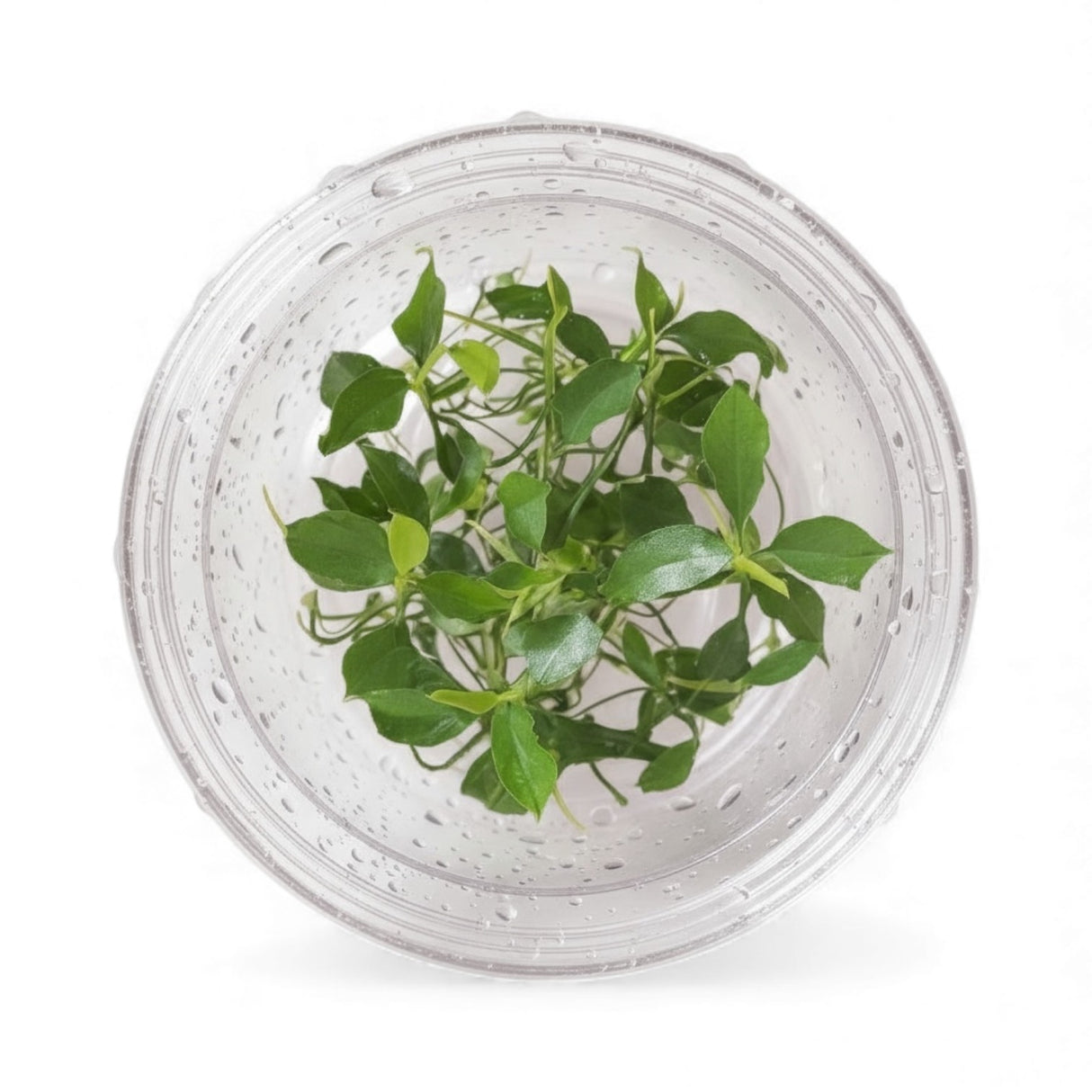 Top-down view of an Anubias nana 'Petite' tissue culture cup, a compact foreground aquarium plant