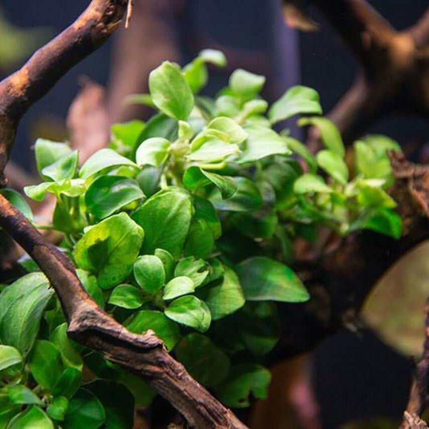 Anubias 'Petite' (Rare) - The Aquascape Shop