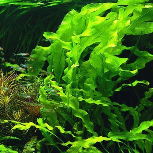 Aponogeton Undulatus - The Aquascape Shop