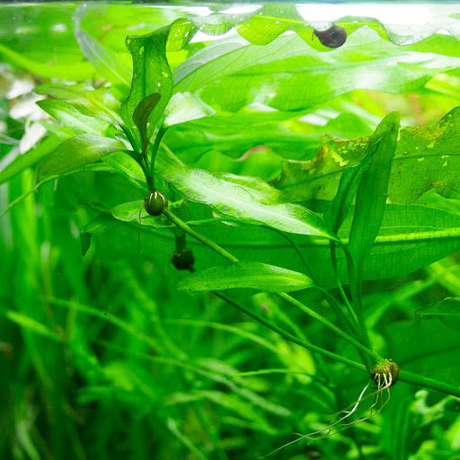 Aponogeton Undulatus - The Aquascape Shop