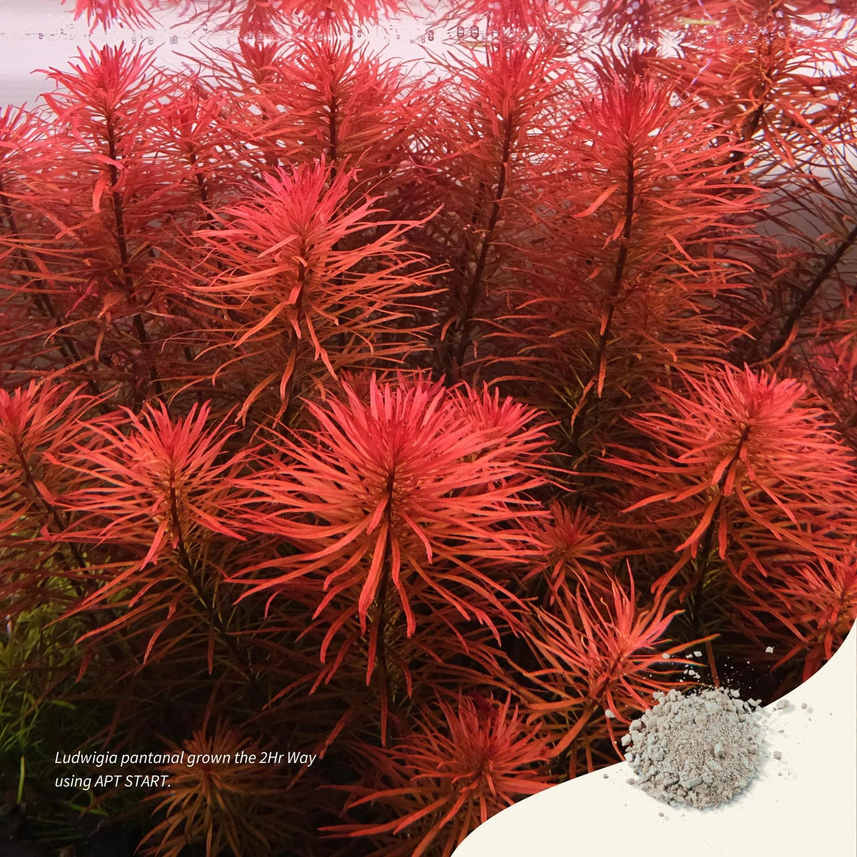 APT Start - The Aquascape Shop