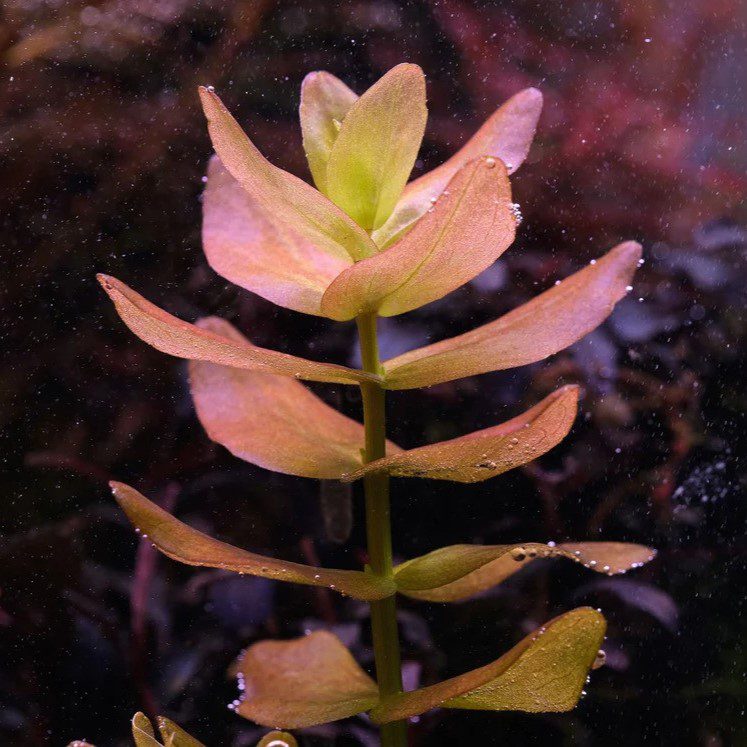 Bacopa Caroliniana – Lemon Bacopa - The Aquascape Shop