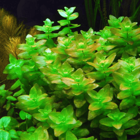 Bacopa Caroliniana Tissue Culture (Aquascaping Essentials) - The Aquascape Shop