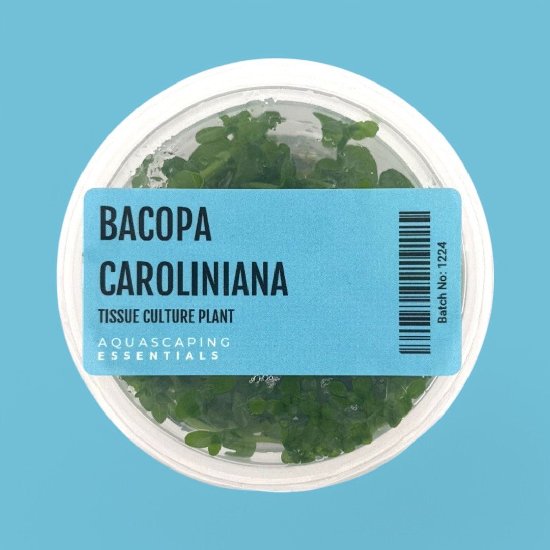 Bacopa Caroliniana Tissue Culture (Aquascaping Essentials) - The Aquascape Shop