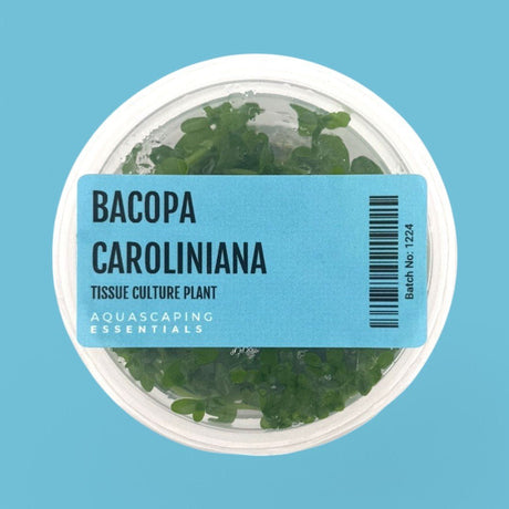 Bacopa Caroliniana Tissue Culture (Aquascaping Essentials) - The Aquascape Shop