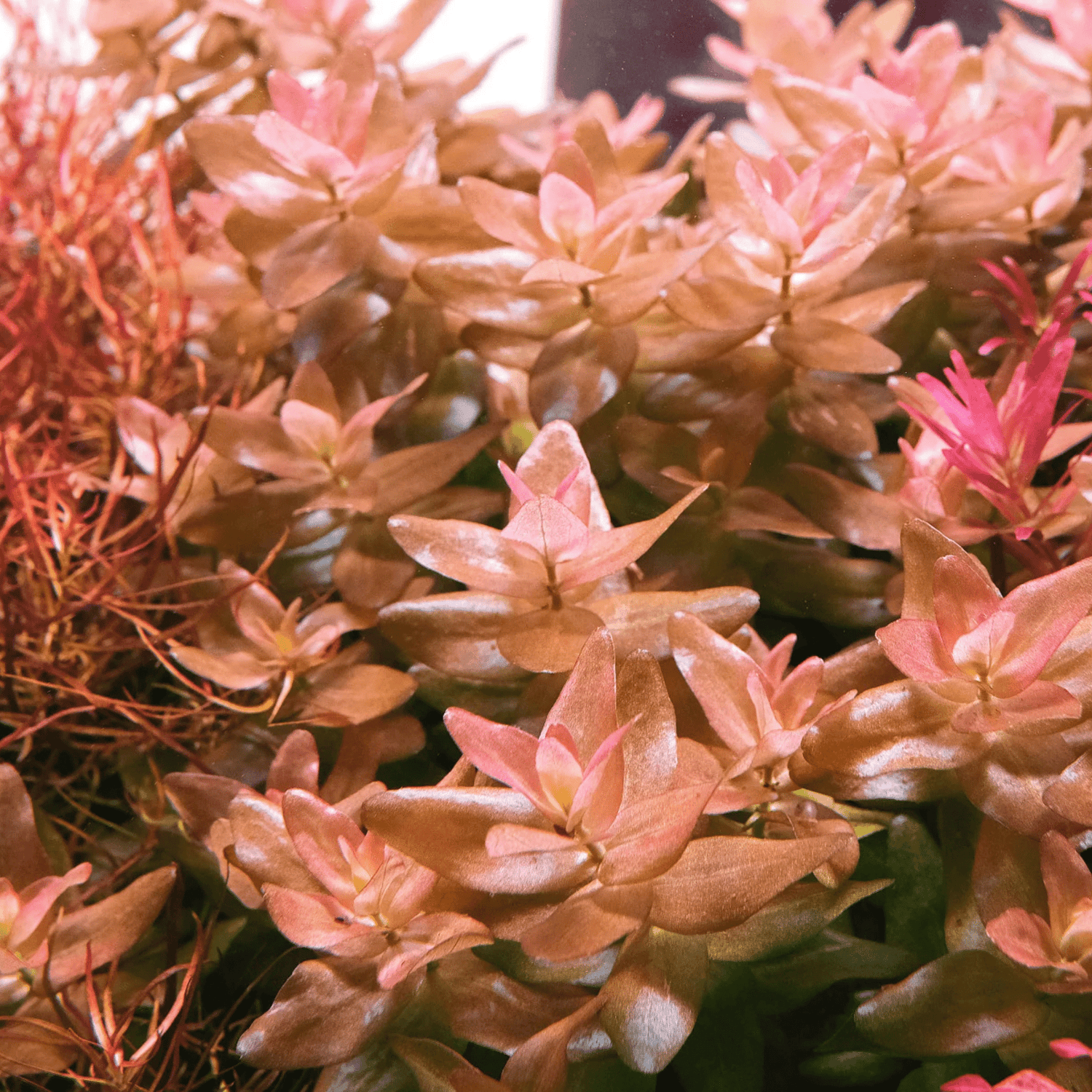 Bacopa Colorata Tissue Culture (Aquascaping Essentials) - The Aquascape Shop