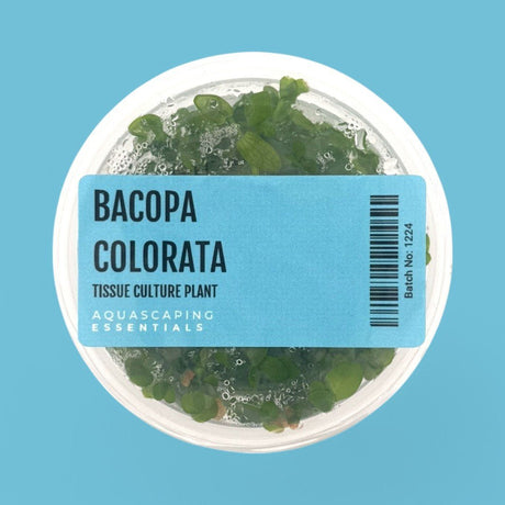 Bacopa Colorata Tissue Culture (Aquascaping Essentials) - The Aquascape Shop