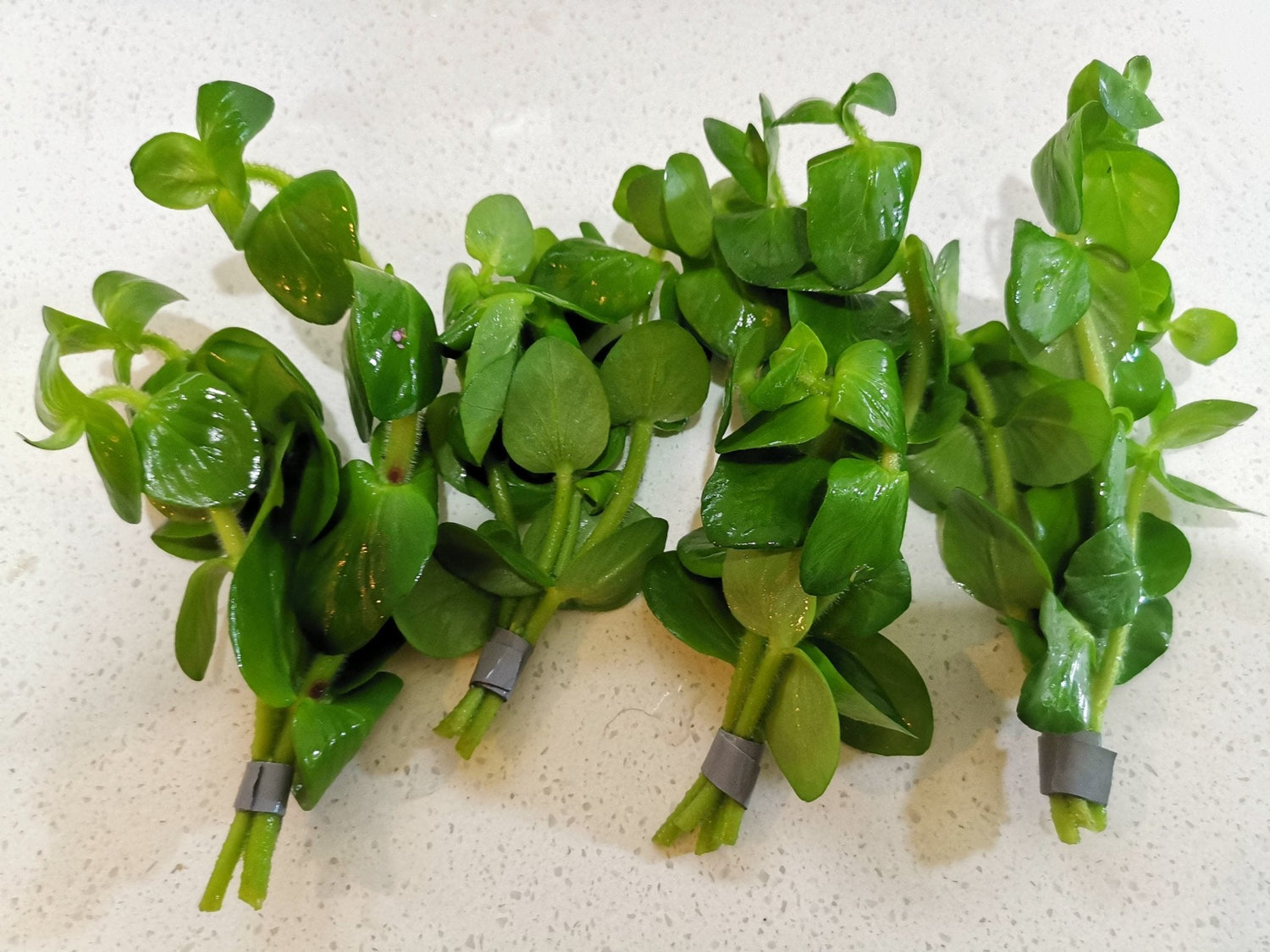 Bacopa Lanigera - The Aquascape Shop