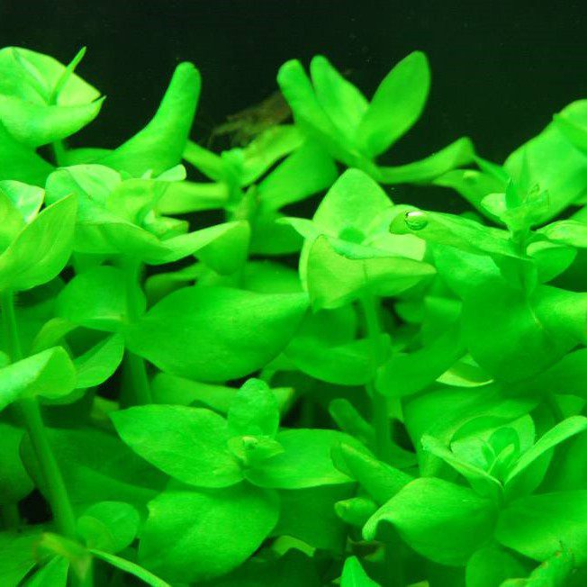 Bacopa Lanigera - The Aquascape Shop