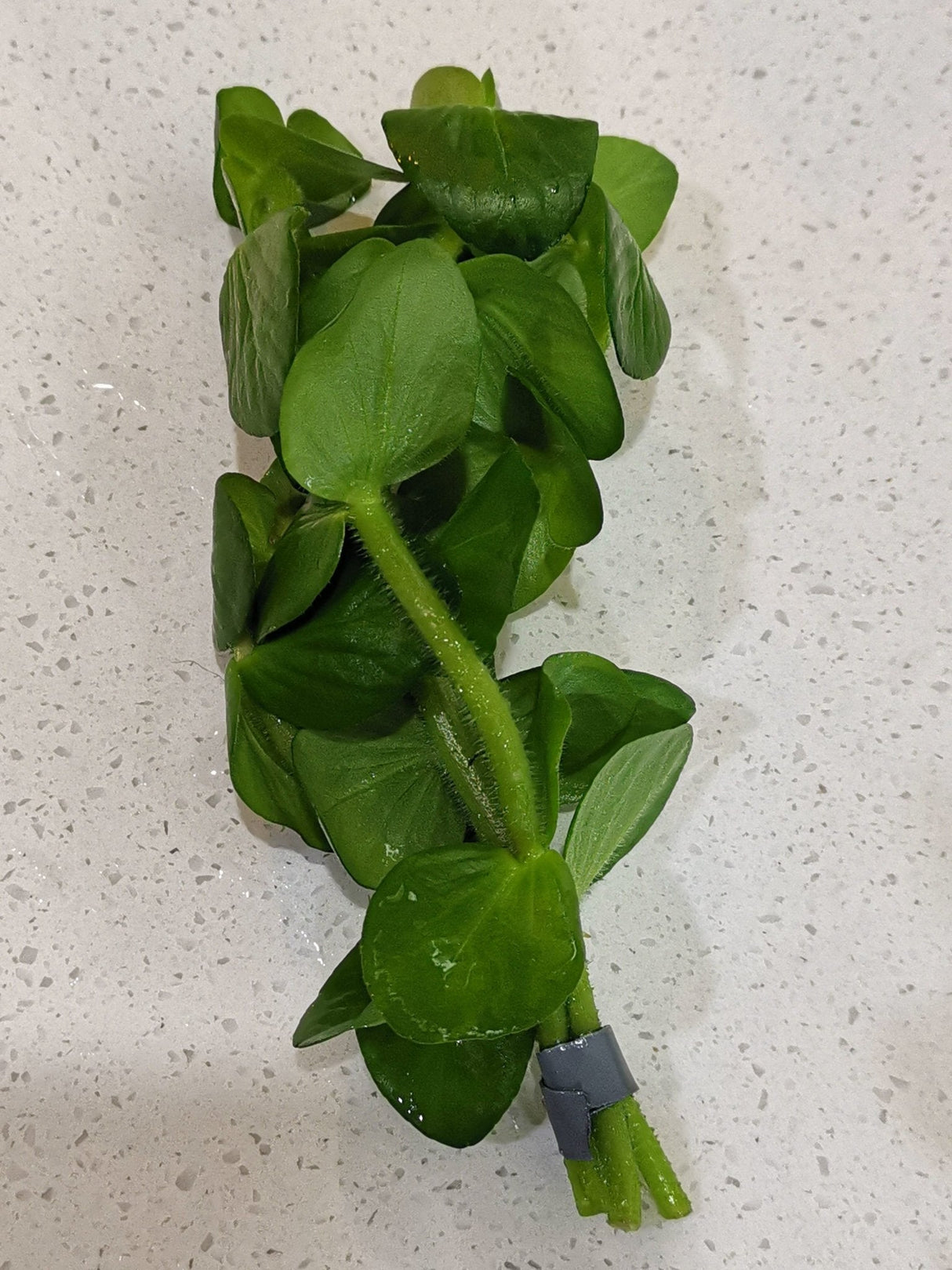 Bacopa Lanigera - The Aquascape Shop