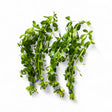 Bacopa Monnieri - The Aquascape Shop