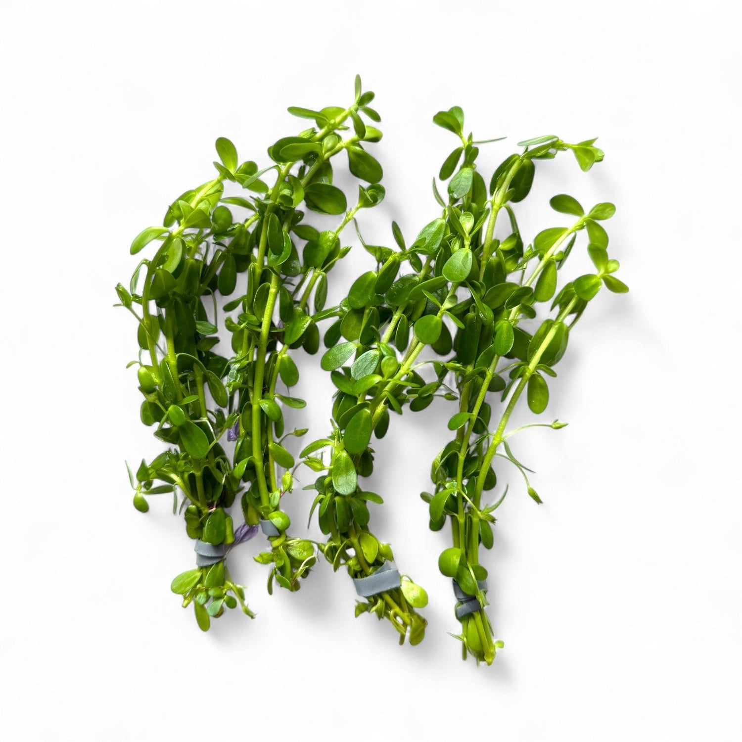 Bacopa Monnieri - The Aquascape Shop