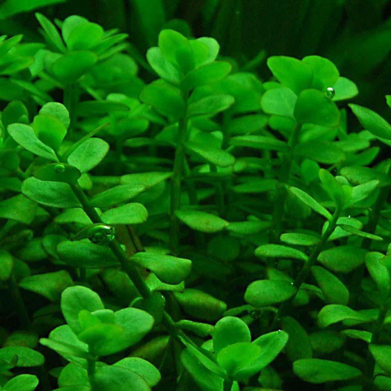 Bacopa Monnieri - The Aquascape Shop