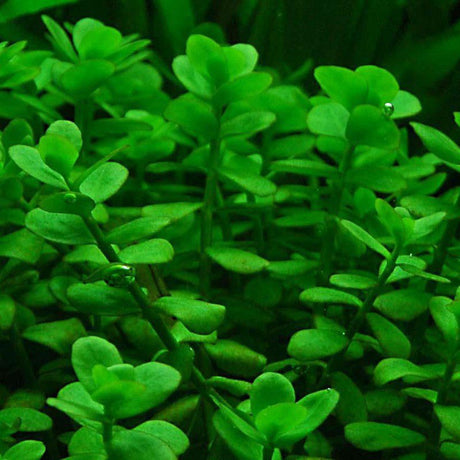 Bacopa Monnieri - The Aquascape Shop